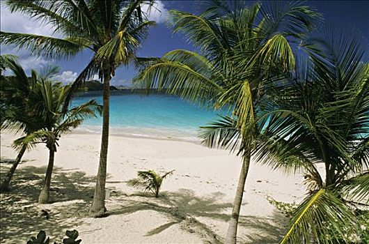 西印度群岛,圣巴泰勒米,火烈鸟,湾,棕榈树,海滩