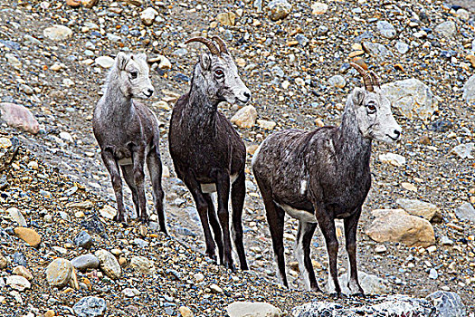 高山石羊,羊羔,湖,省立公园,不列颠哥伦比亚省,加拿大