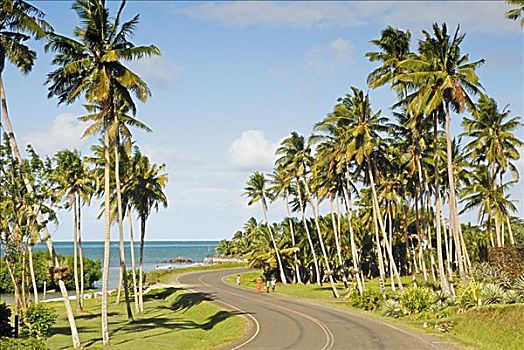 斐济,本地人,走,弯路,高,棕榈树