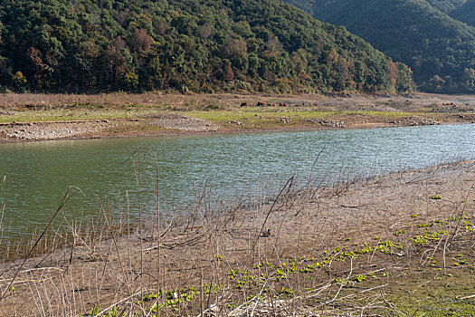 小芝红杉林,小芝红树林