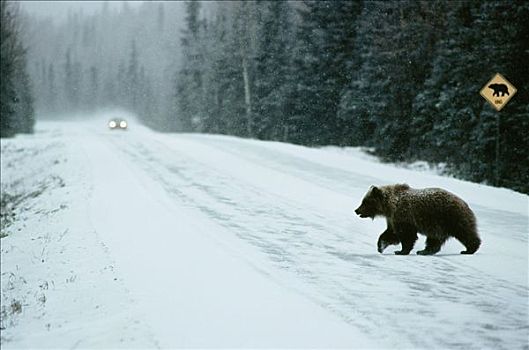 大灰熊,英磅,合成效果,冬天,景色