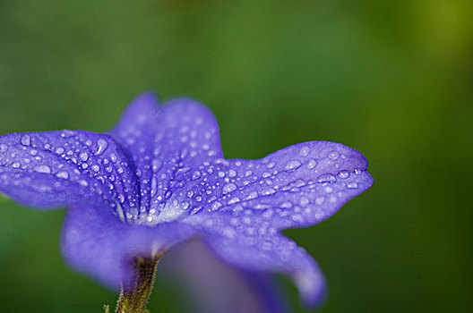 美国,马里兰,花园,特写,蓝花,露珠