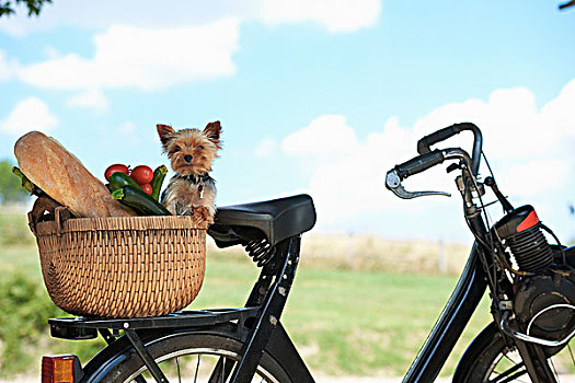 狗,蔬菜,篮子,电,自行车