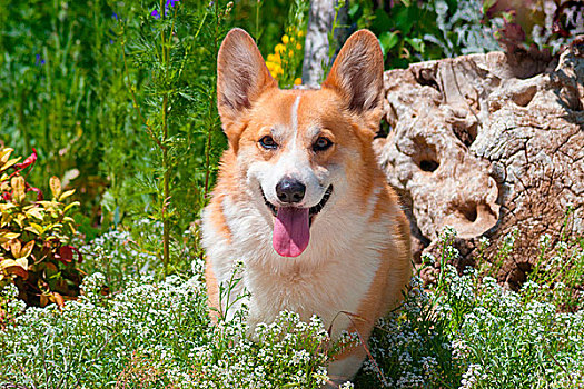 彭布罗克威尔士柯基犬,坐,花园