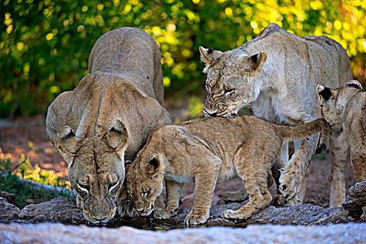 狮子,雌狮,幼兽,四个,水,喝,禁猎区,卡拉哈里沙漠,南非,非洲