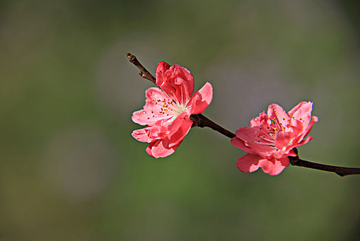 碧桃,千叶桃花,桃花