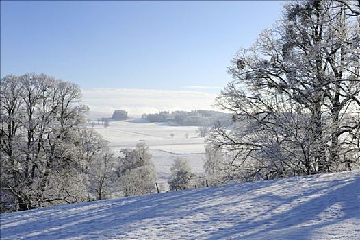 冬季风景,靠近,施塔恩贝格湖,上巴伐利亚,巴伐利亚,德国