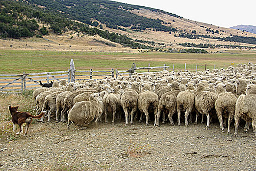 羊群,智利