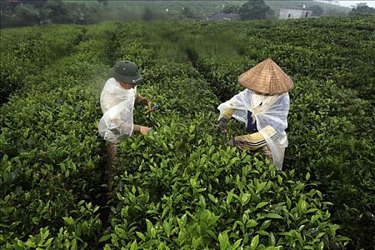 茶,采摘者,茶园,省,越南,亚洲
