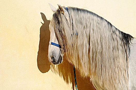 马,头像,鬃毛,马厩,骑马,种马场,白色海岸,阿利坎特省,西班牙,欧洲