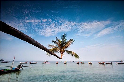 棕榈树,船,热带沙滩,泰国