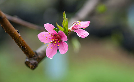 细雨中的桃花盛开烟雨迷蒙乱人眼