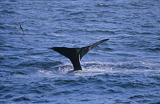 抹香鯨,風景,旅游,靠近,島,挪威