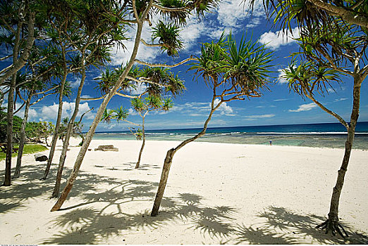 棕榈树,瓦努阿图