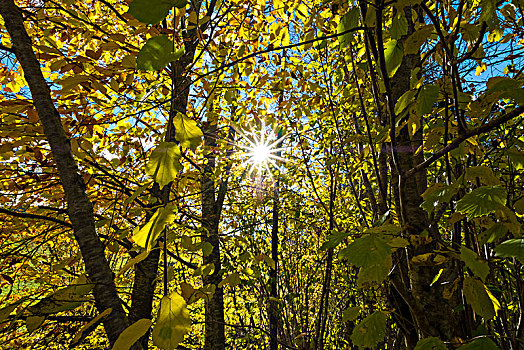 秋日树林,吐根堡,欧洲,瑞士