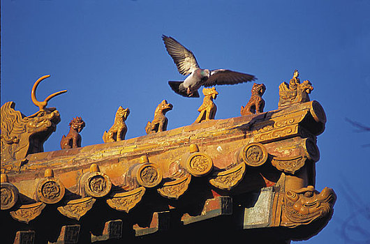 北京故宫屋脊上一只鸽子要落在石兽上