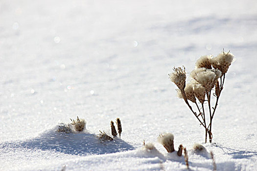 冬季,雪,影