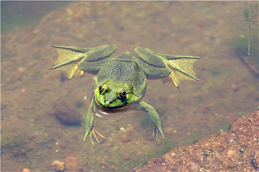池蛙