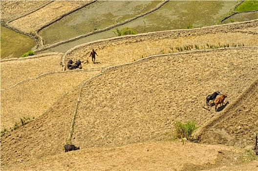 耕作,地点,尼泊尔