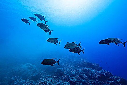 水下视角,鲹属,黑色,鲹,环礁,库克群岛