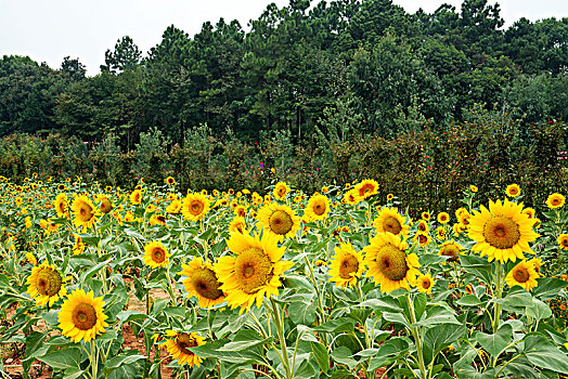 向日葵,向阳花