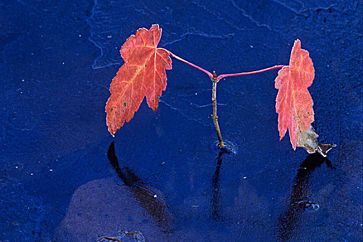 红色,枫树,幼苗,冰,密歇根,美国