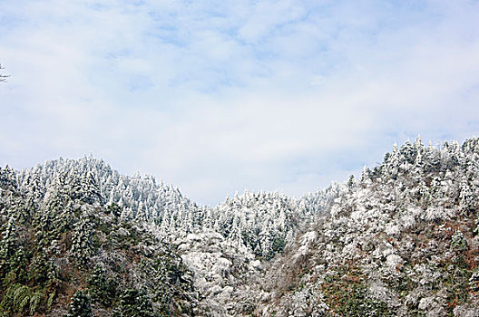 冬天植物与蓝天白云背景