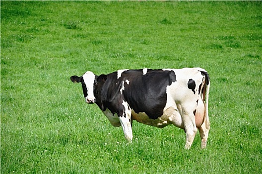 母牛,草地