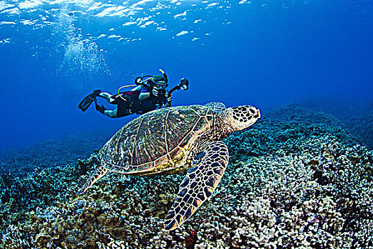 夏威夷,毛伊岛,绿海龟,龟类,高处,珊瑚礁,潜水,摄影,背景