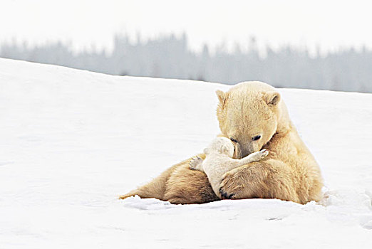 北极熊,母熊,幼兽,温和,爪子,瓦普斯克国家公园,丘吉尔市,曼尼托巴,加拿大
