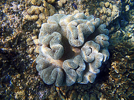 软珊瑚,水下