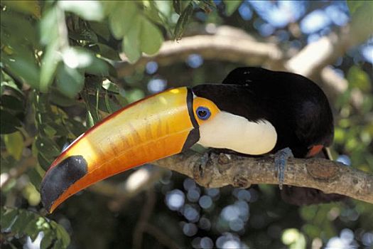 托哥巨嘴鸟,栖息,树上,潘塔纳尔,巴西,南美