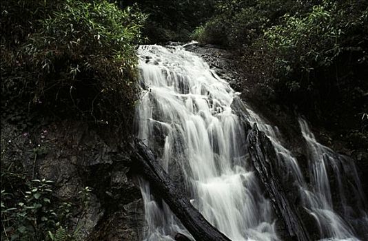 瀑布,树林,安静,山谷,国家公园,地区,喀拉拉,印度