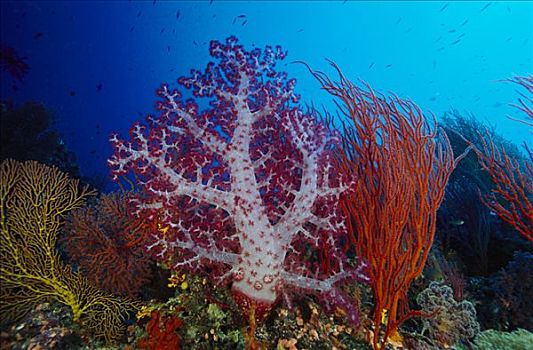 礁石,景色,软珊瑚,海百合,脚,深,巴布亚新几内亚