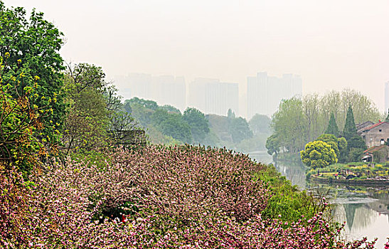 城墙,古代建筑,特写,植物,细节