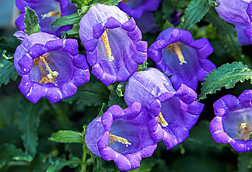 微距,坎特伯雷,簇,紫罗兰,花园
