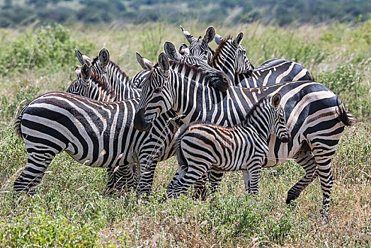 斑马,马,拥挤,动物,小马,西察沃国家公园,肯尼亚,非洲