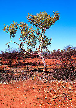 桉树,树,卡瑞吉尼国家公园,西澳大利亚州,澳大利亚