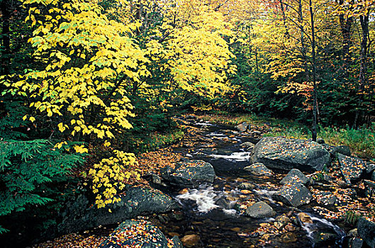 溪流,流动,树林,马萨诸塞,美国
