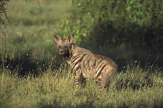 条纹,鬣狗,塞伦盖蒂国家公园,坦桑尼亚