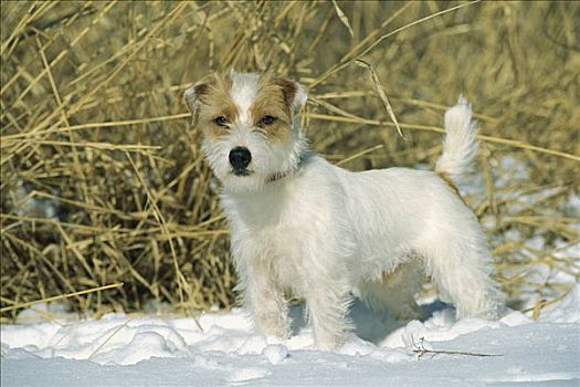 杰克罗素狗,梗犬,狗,警惕,雪中