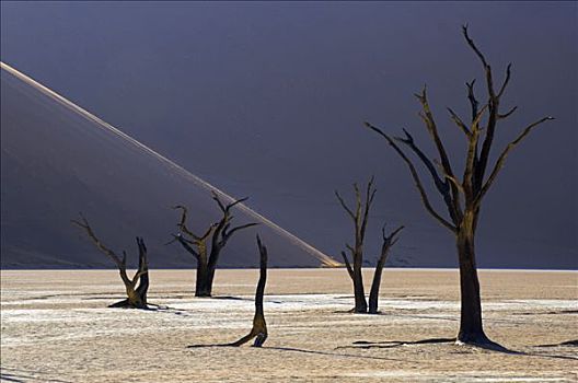 树,死亡谷,靠近,索苏维来地区,纳米比亚