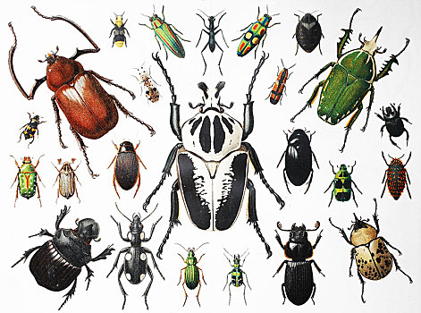 多样,甲虫,昆虫,历史,插画,德国,欧洲