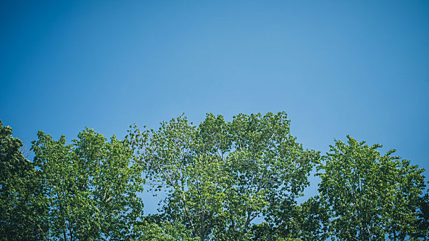 树,天空