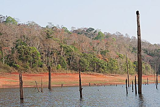 枯木,湖,佩里亚国家公园,喀拉拉,印度