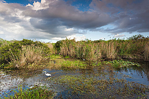 美国,佛罗里达,大沼泽地国家公园,沼泽,风景,美洲蛇鸟,小路