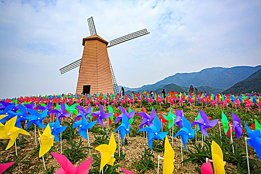 花卉,风车,郁金香,花海