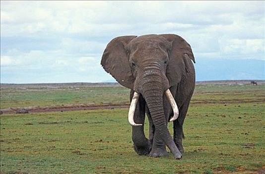 大象,非洲象,安伯塞利国家公园,肯尼亚,非洲