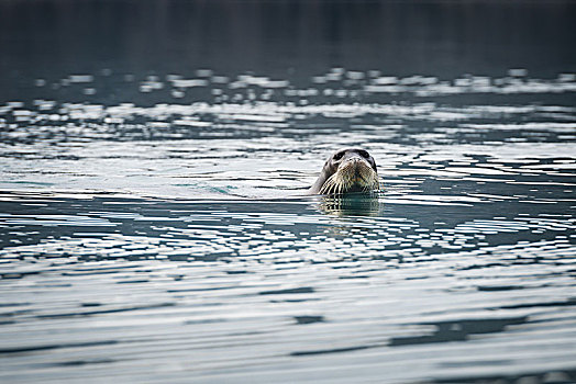 海豹,琴海豹,水中,格陵兰,北美