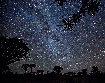 非洲,纳米比亚,银河,抖树,夜晚,画廊